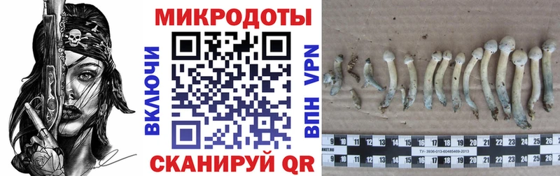 где найти наркотики Волжск Псилоцибиновые грибы ЛСД